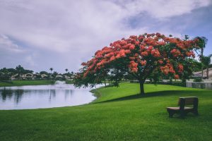 Image of a beautiful tree with pinkish reddish leaves on a freshly mowed lawn with a pond.
